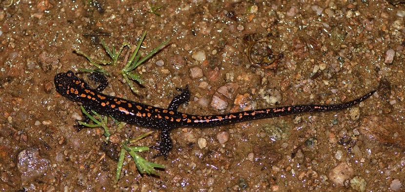 Mertensiella caucasica